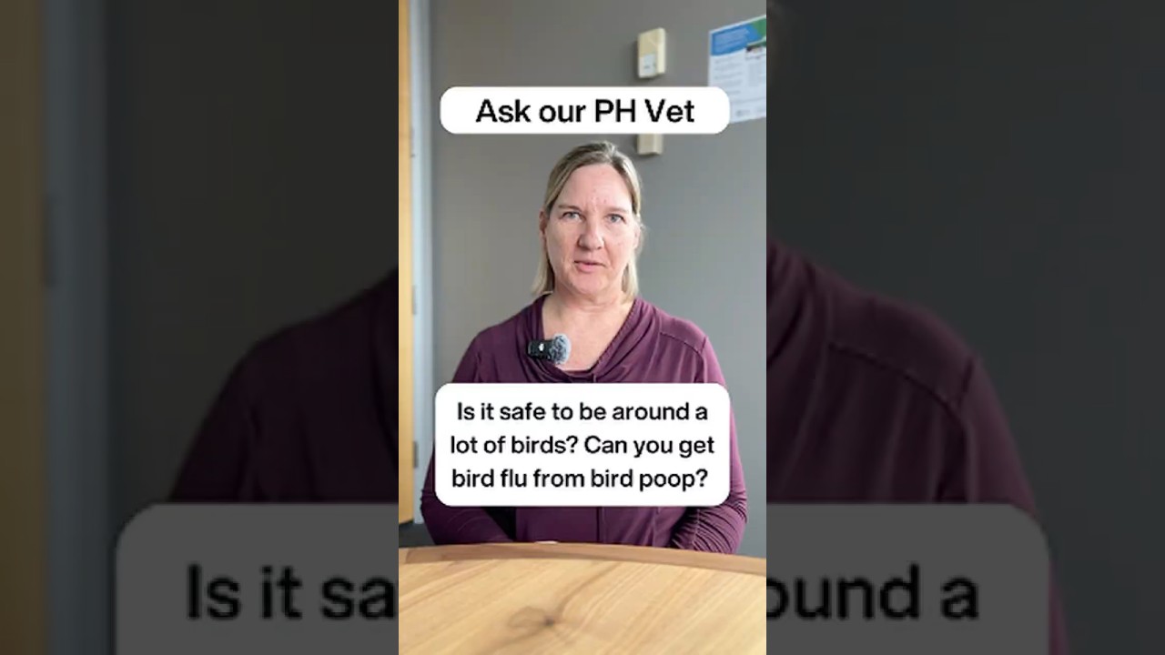 Bird flu and bird poop