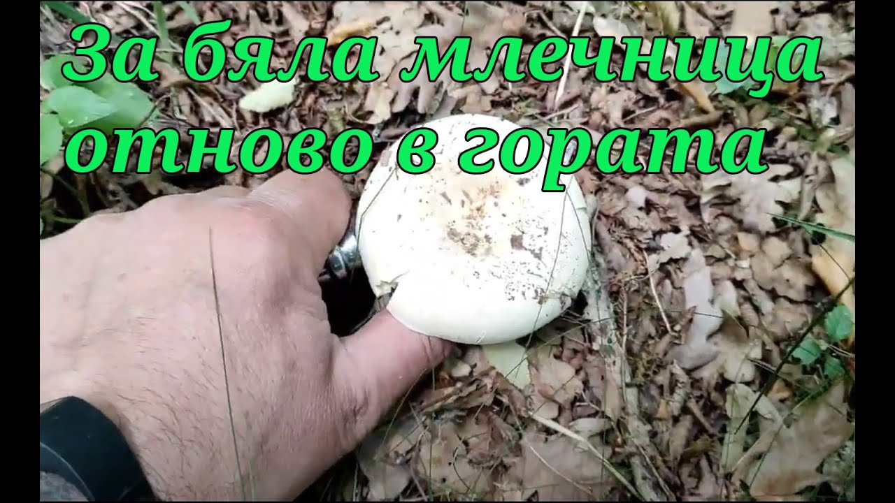 За гъби лютици? Защо пък не.