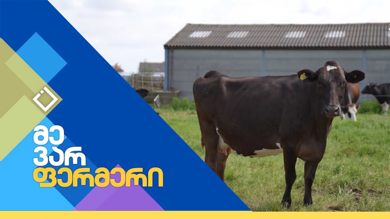 ფერმა ნიდერლანდებში | მე ვარ ფერმერი | 11.07.2023