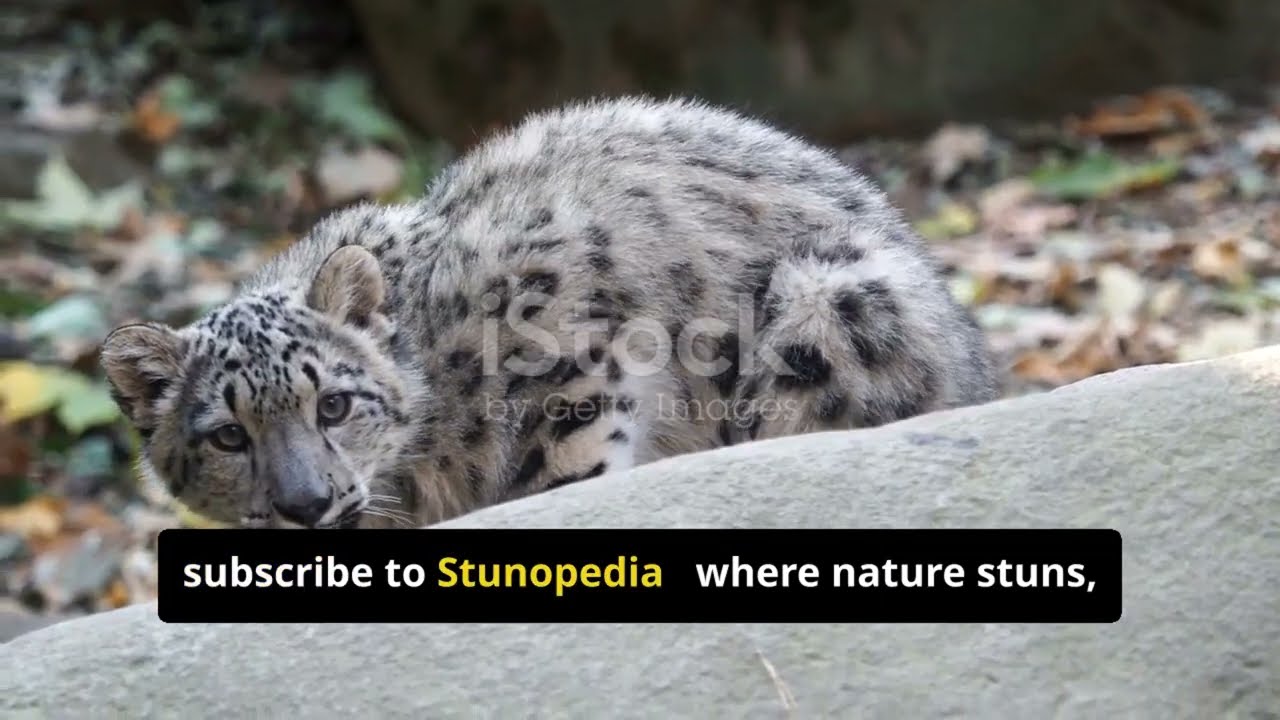 🌐 Life Above the Clouds | High-Altitude Wildlife of the Himalayas, Andes & Beyond
