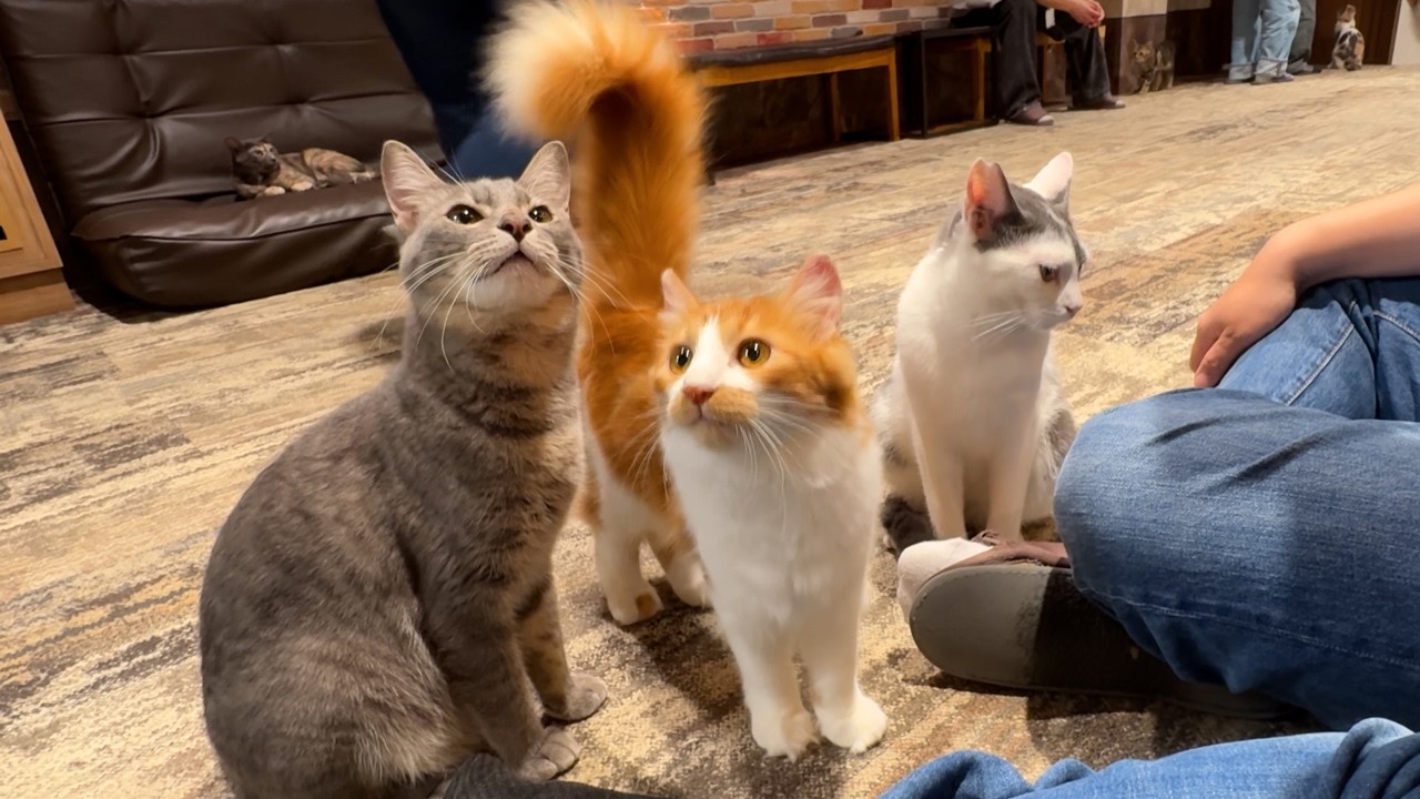 Tokyo's Iconic Calico Cat Cafe Kichijoji 🐱 Rescue Cats Melt Your Heart
