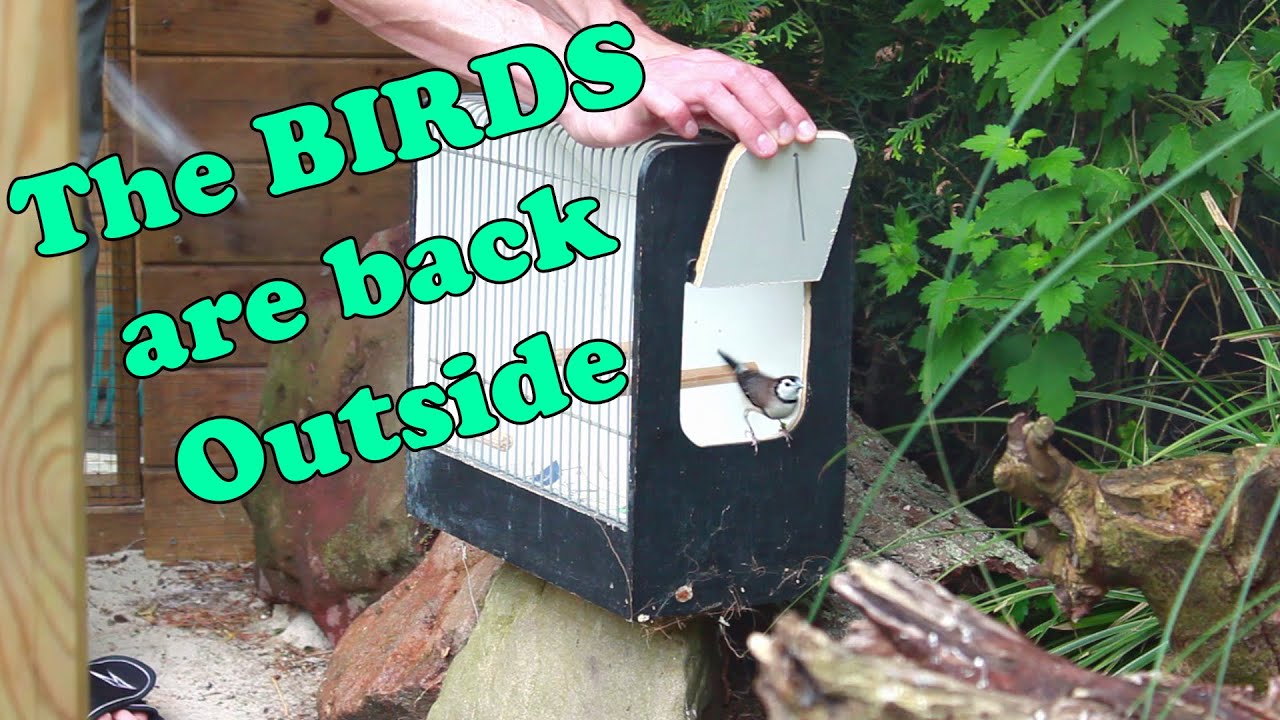 Releasing 4 more Finches into the Big Bird Breeding Aviary
