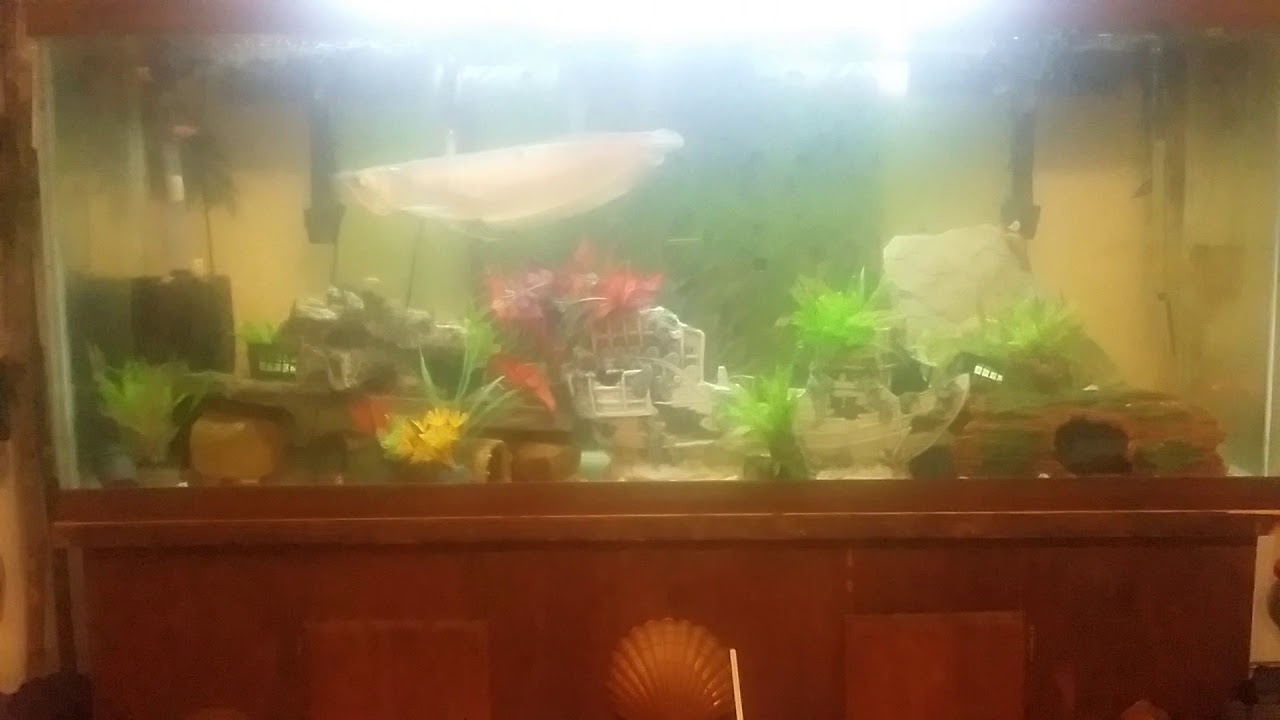 Silver Marowana eating!