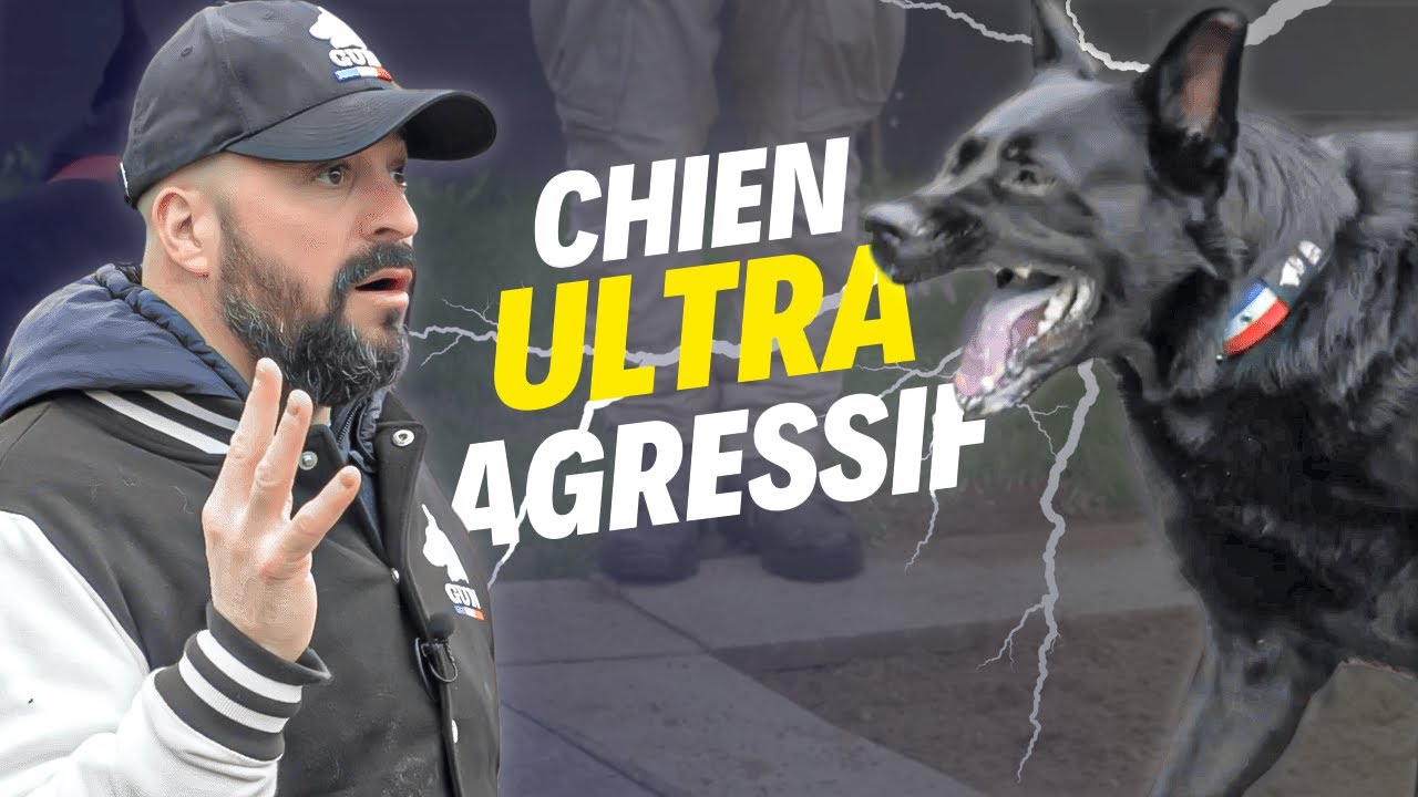Chien ultra agressif : éducation impossible ?