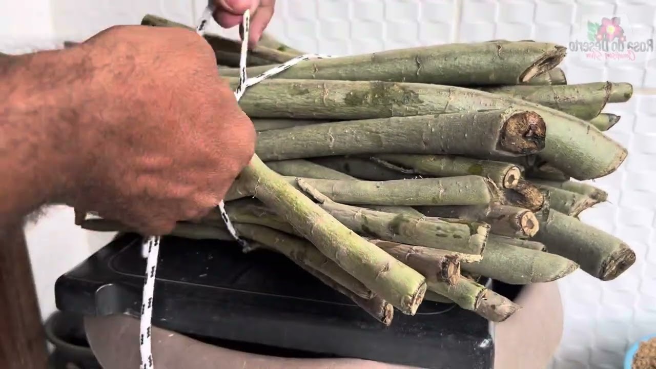 ✅Como fazer muda de rosa do deserto de qualquer tamanho de um jeito fácil e 100% grátis 