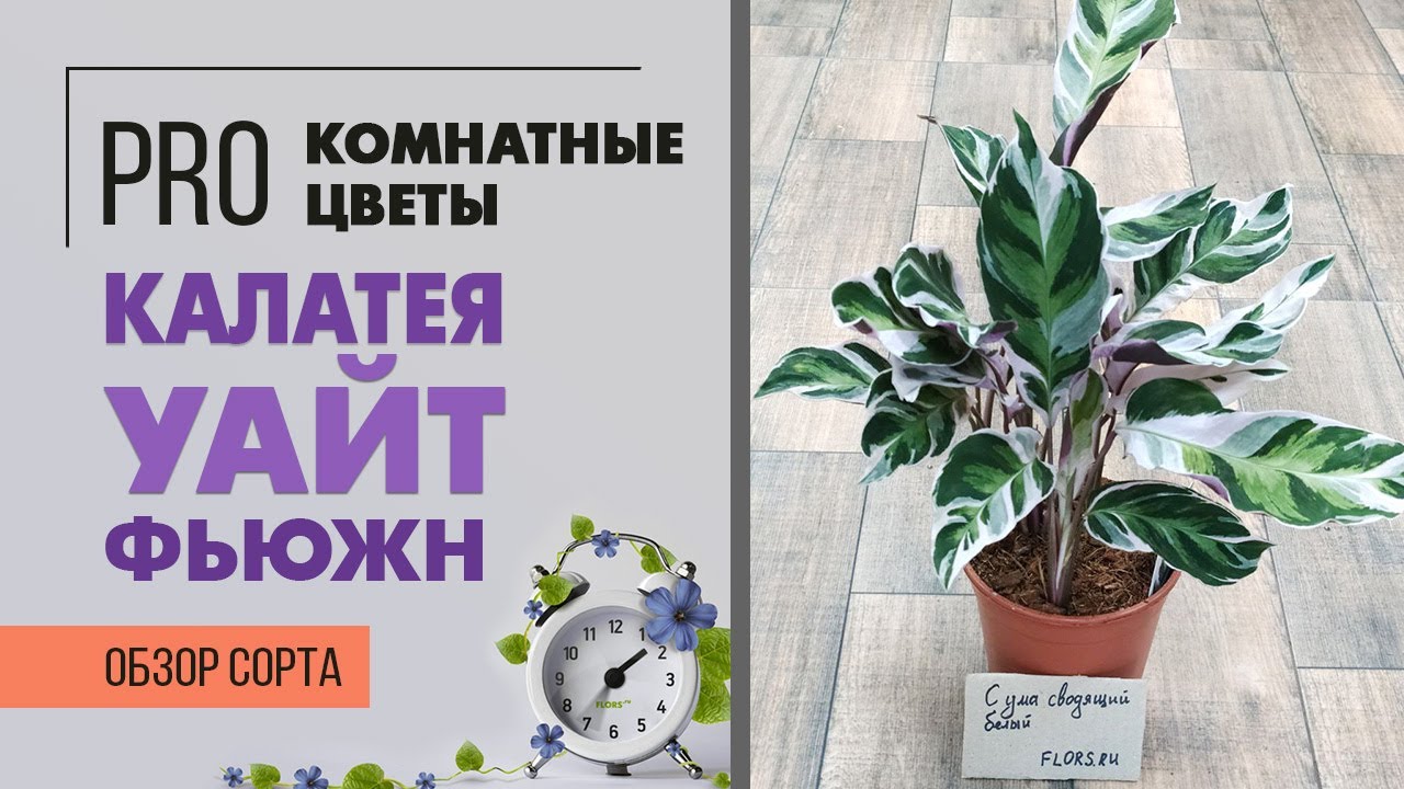 Калатея Уайт Фьюжн - обзор редкого сорта | Вариегатная калатея
