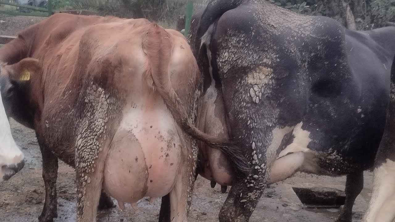 Milking time paramsukh dairy farm in Punjab pure breed cross breed and jersey for breed cows