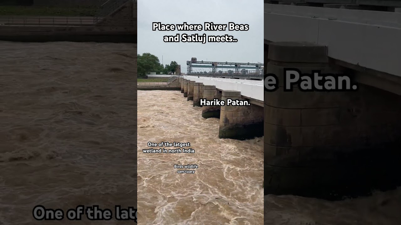 Hari ke Patan Where river Beas and satluj meets. #punjabimusic #trending #viral