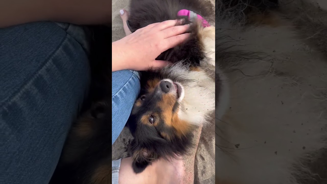 Shetland Sheepdog or Sheltie