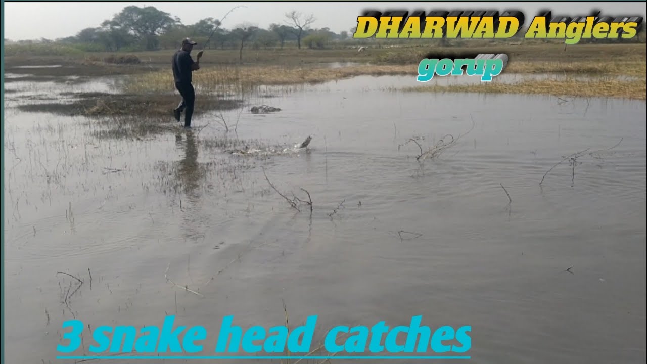 Snakehead fishing maral machali ka shikar
