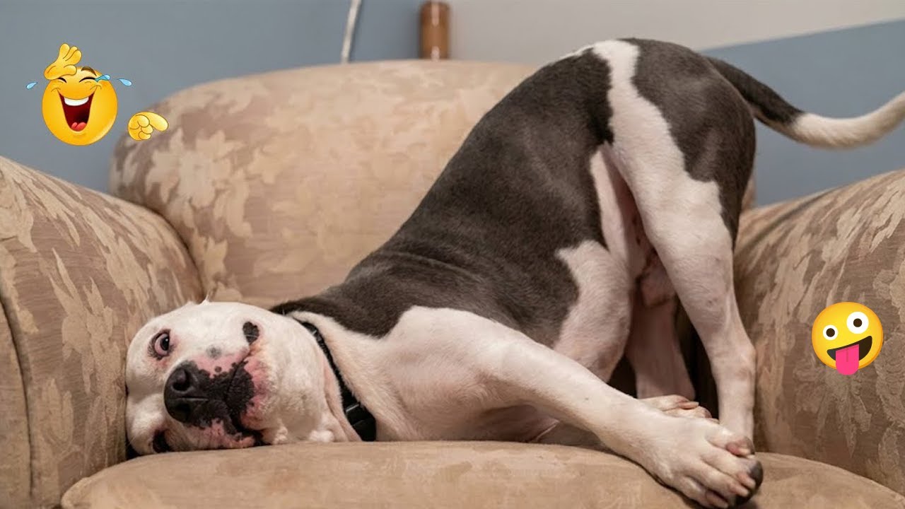 You definitely won’t be able to stop laughing at these dogs 🤪🐕 | Funniest Dog Compilation 2026