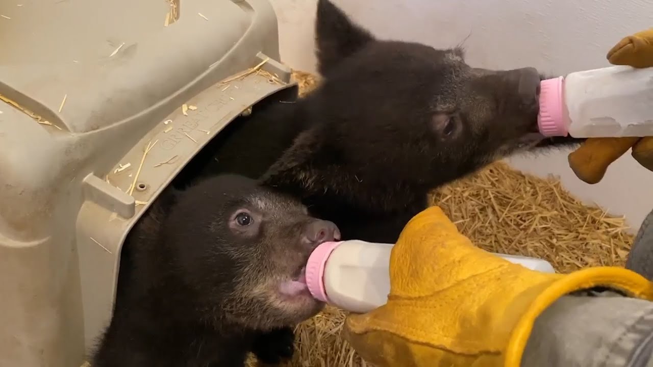 Black Bear Rescue Manitoba: The 