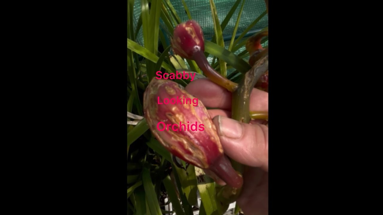 Spring is here, planting Bare Root’s , roses, 🌹and checking the ￼orchids   Minipen&Me