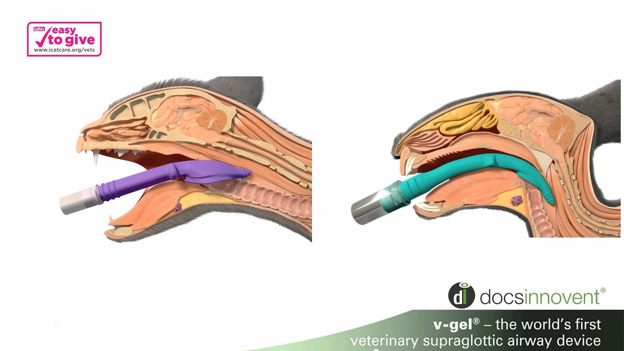V-Gel® Advanced: O dispositivo para vias aéreas supraglóticas mais avançado para coelhos e gatos