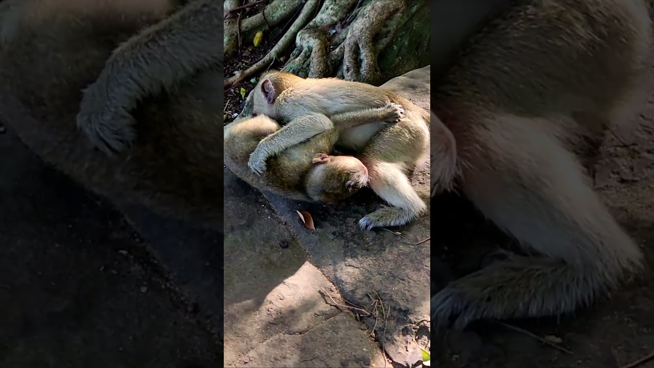 Lovely baby monkeys happy time #shorts