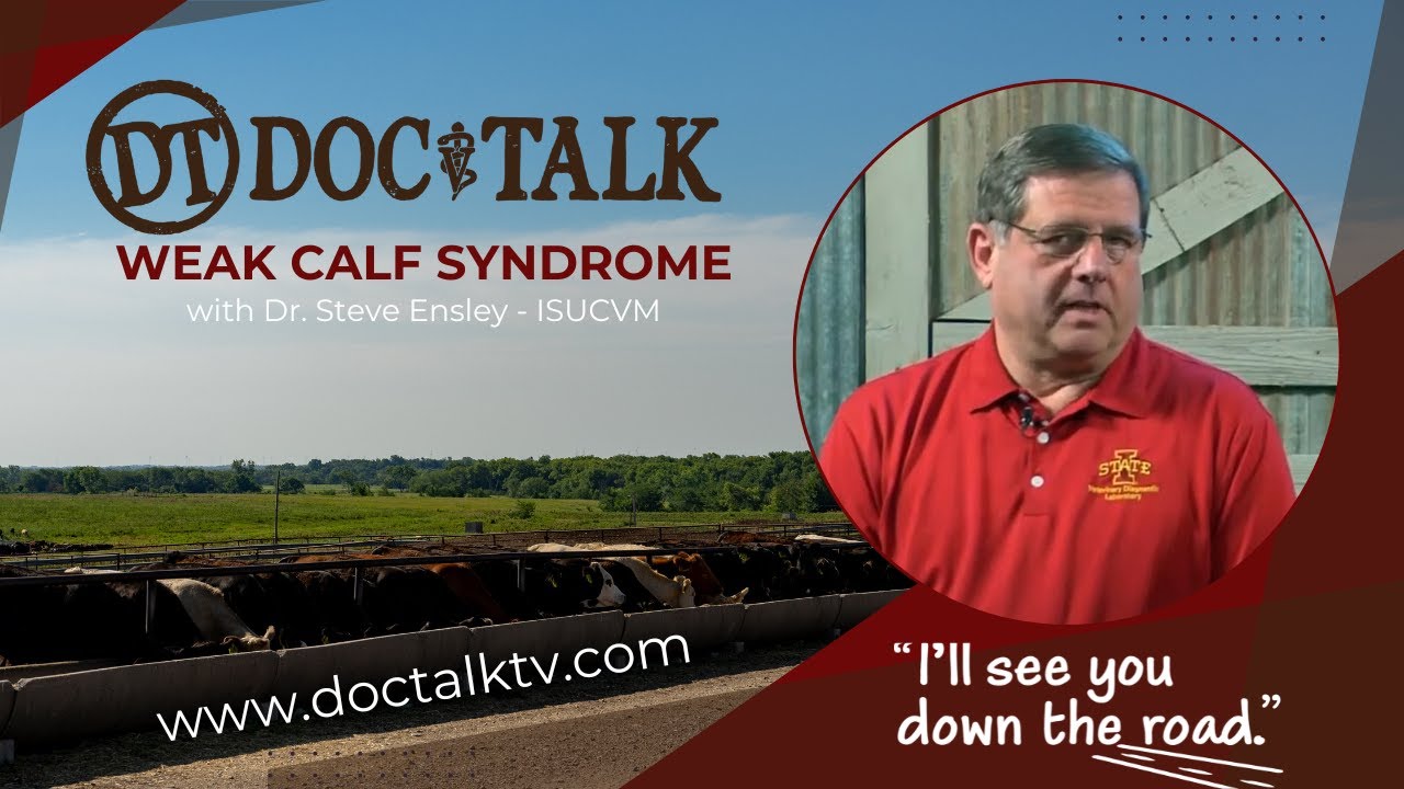 DocTalk Ep 105 - Weak Calf Syndrome