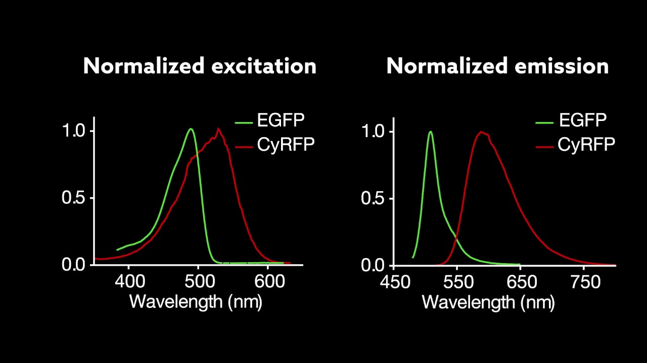 New red fluorescent proteins allow scientists to better 'see' what memories are made of