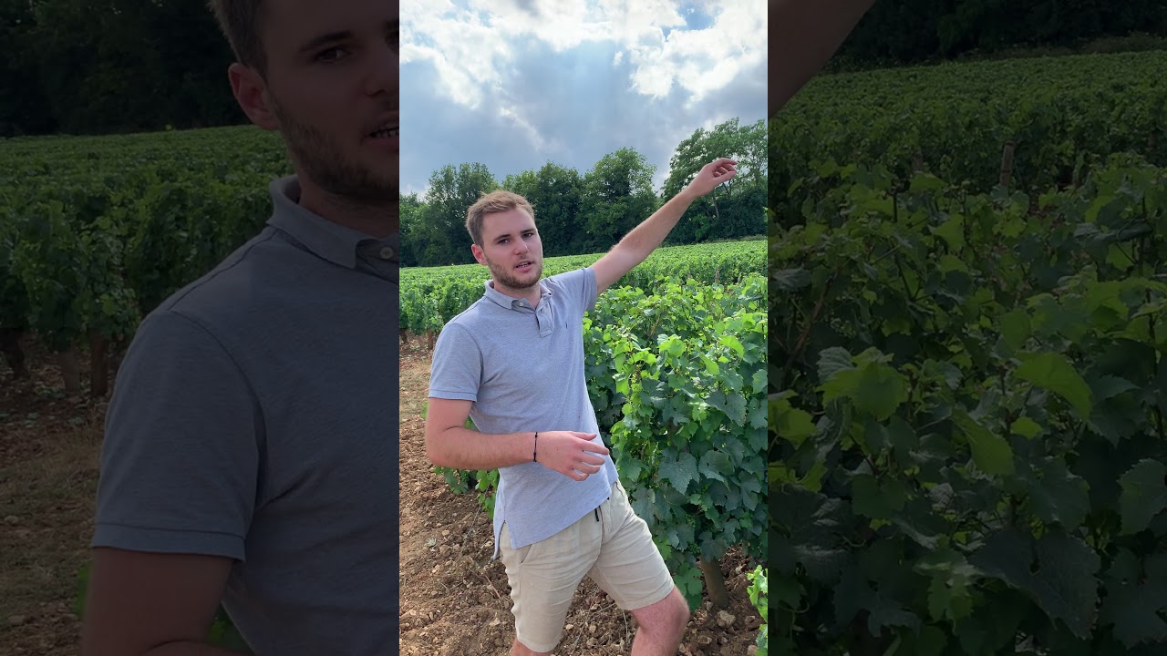 Pierre Girardin - Puligny Montrachet Folati&egrave;res