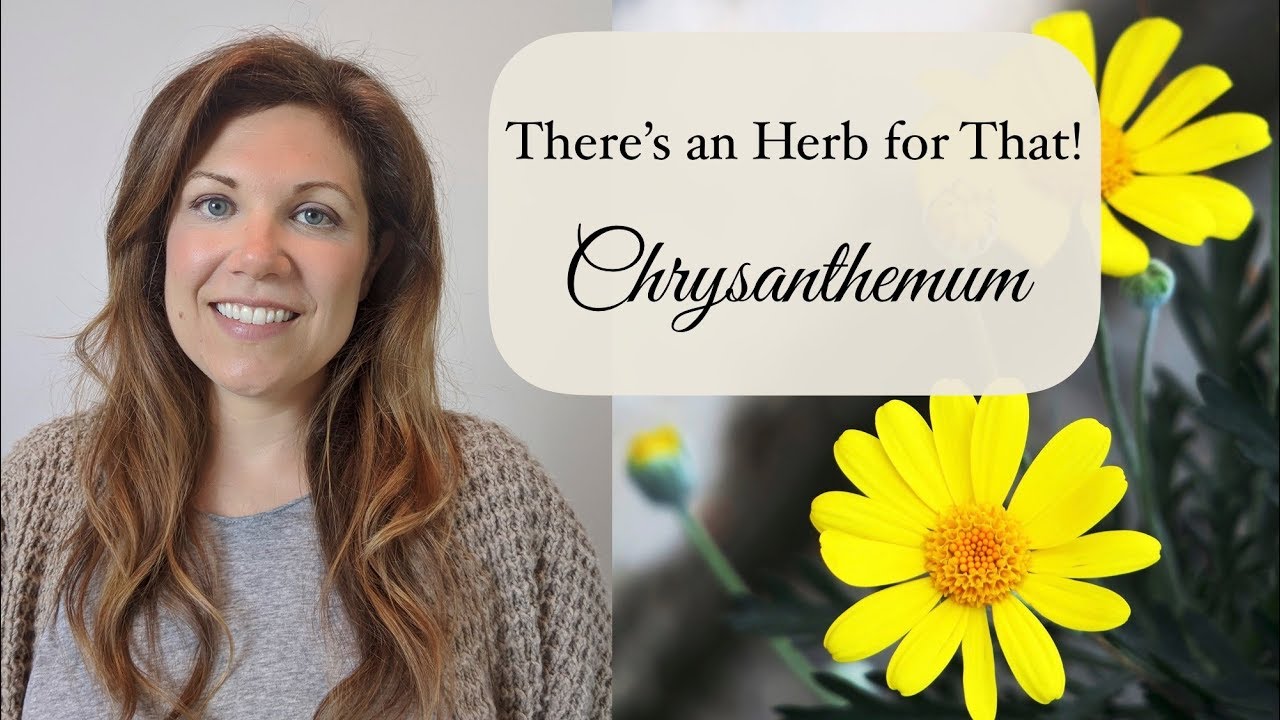 There's an Herb for That: 9 Uses for Chrysanthemum