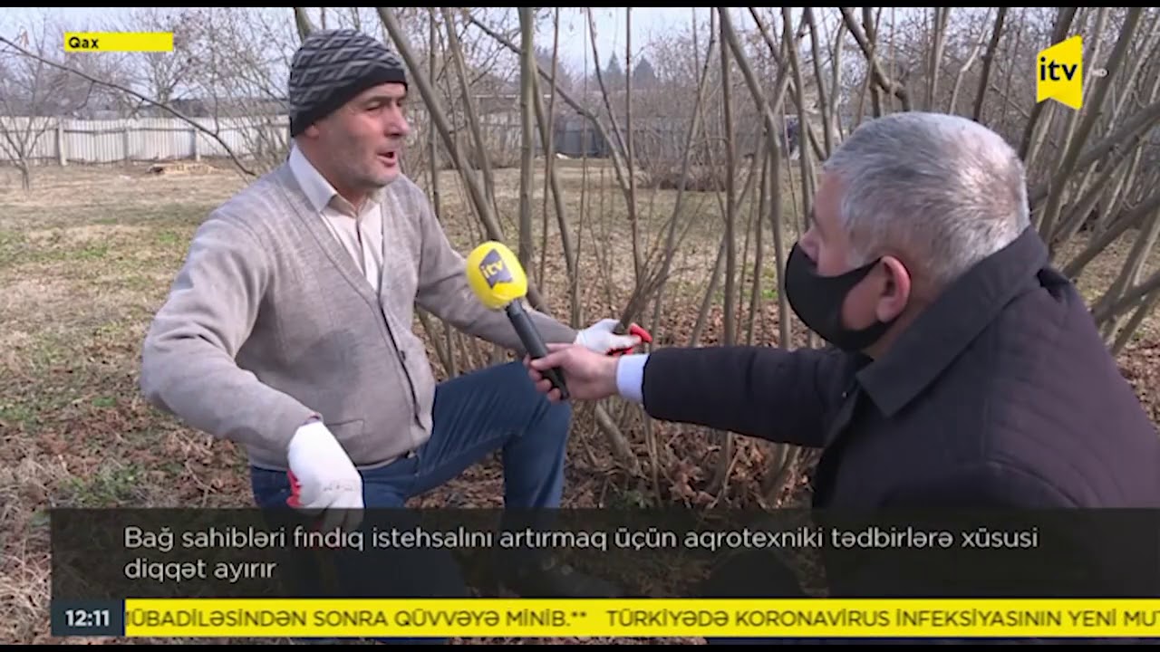 Bağ sahibləri fındıq istehsalını artırmaq üçün aqrotexniki tədbirlərə xüsusi diqqət ayırır