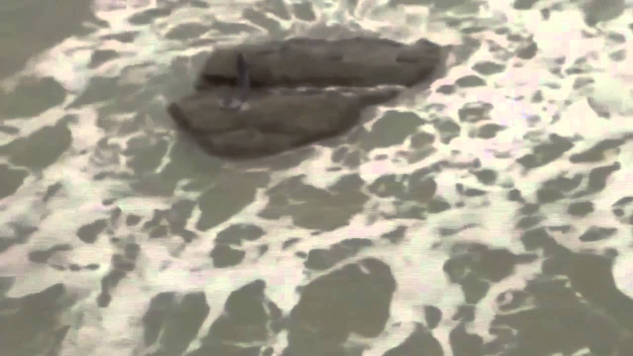 Mermaid On The Rock (Animal Planet)