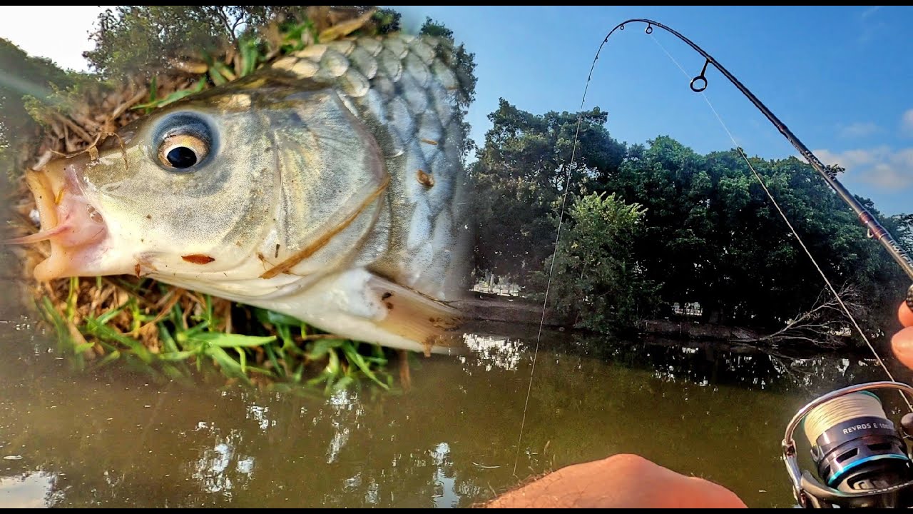קרפיון ומושטים בדיג ז'רז'ור Extra Ultralight בפארק הלאומי 🎣 Tilapia and Carp XUL fishing HE/EN Subs