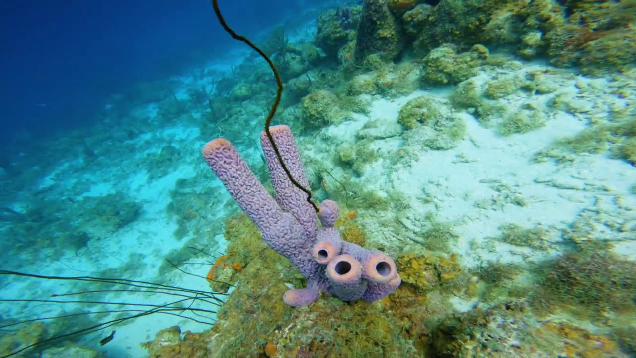 Curaçao Blue Bay Resort Shore Dive 1080p