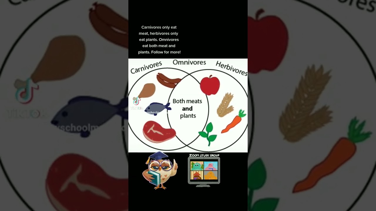 Carnivores, herbivores and omnivores.