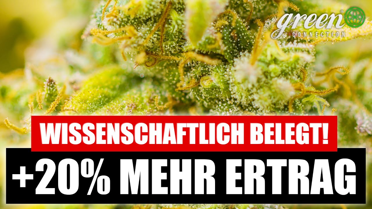 Mehr ERTRAG durch Lollipopping! |Die Auswertung mit Zahlen und Fakten