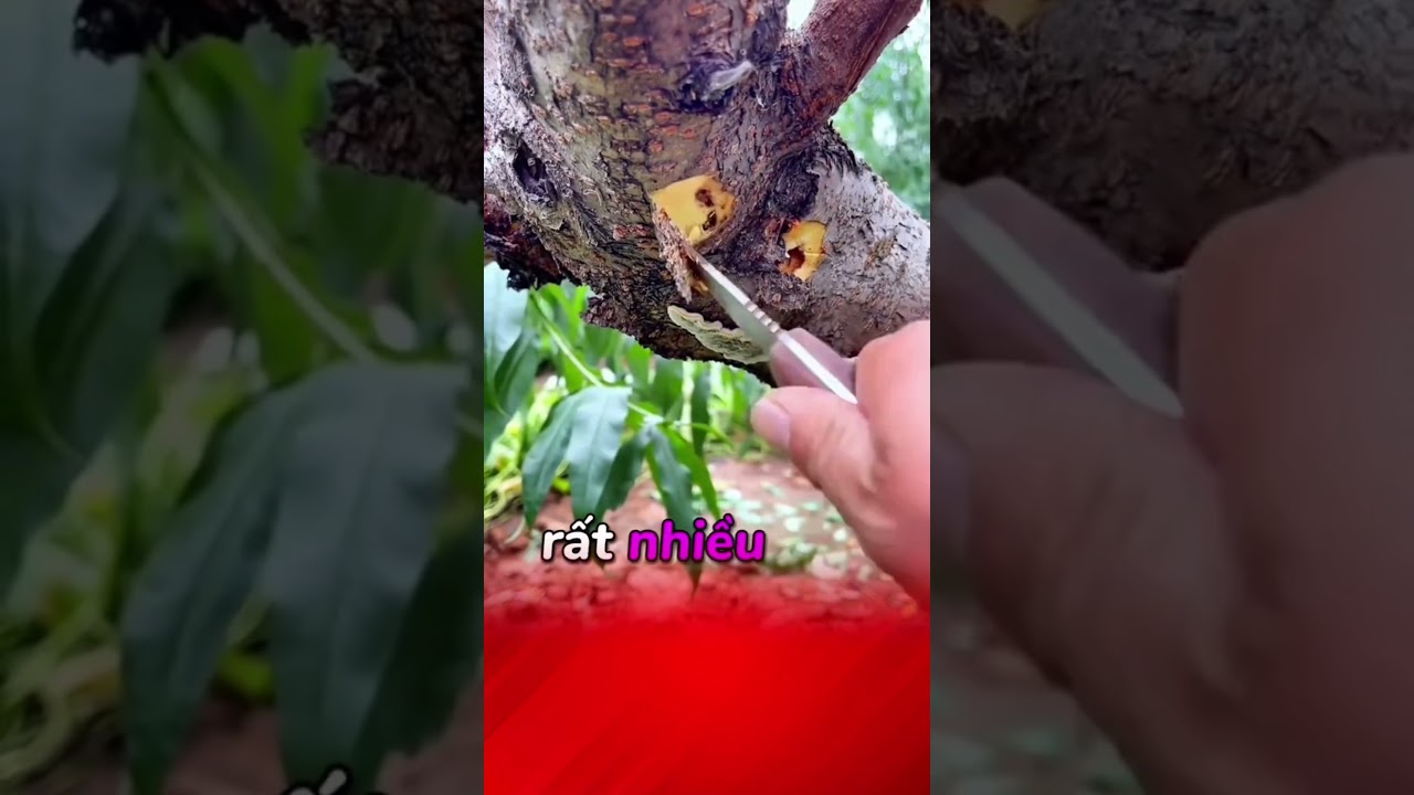S&acirc;u đục th&acirc;n #kythuatcaytrong #caytrongcogivui #caytrong