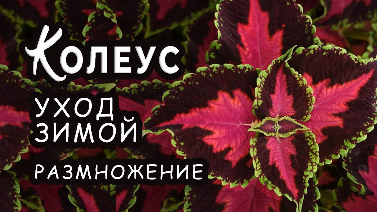 Колеус зимой. Полив, подкормки и размножение