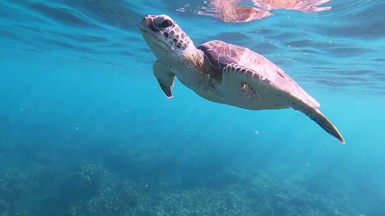 Tortues d'Oman #gopro #oman #tortue