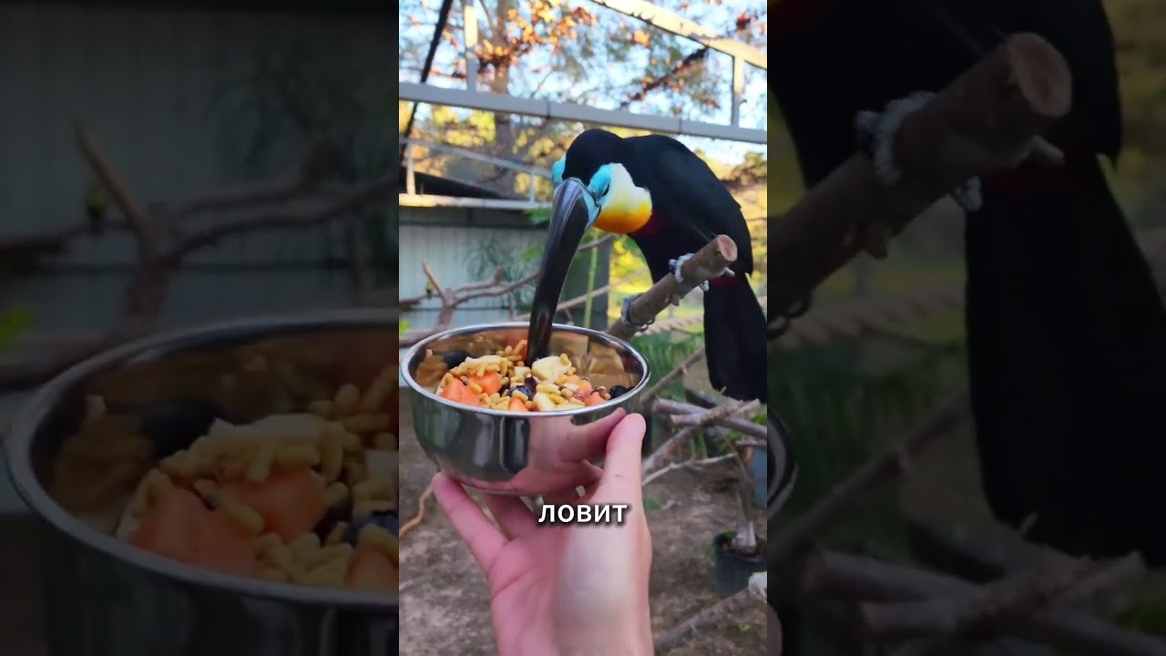 Тукан &mdash; яркий и функциональный символ тропического леса #toucan #тукан