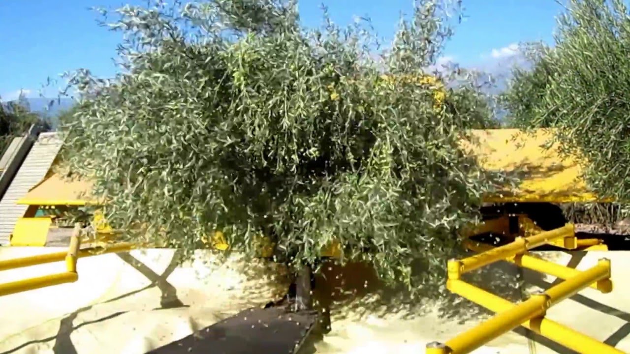 AFRON olive harvesting machine