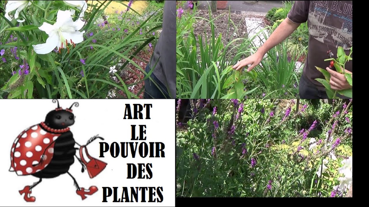 Jardinage: lythrum Virgatum et lilium lys casablanca: Taille et entretien  Plante vivace
