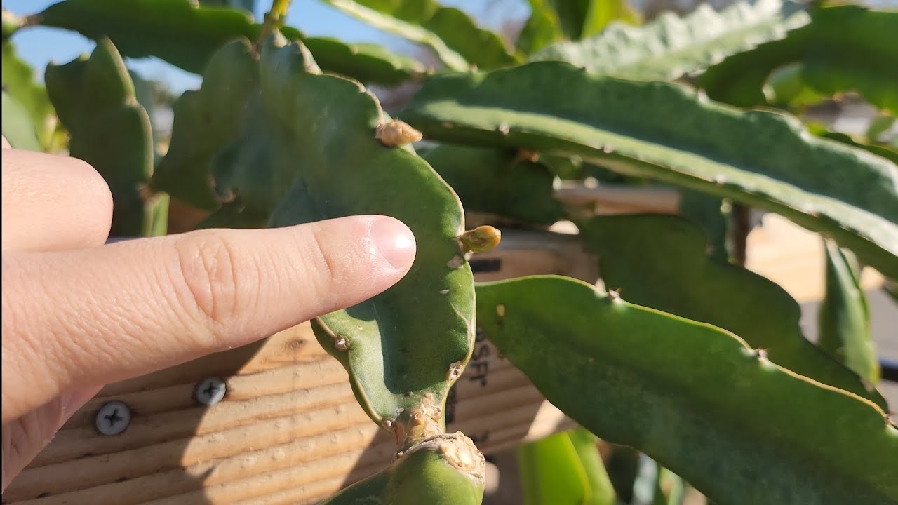 How to Tell: Dragon Fruit Flower vs. Branch