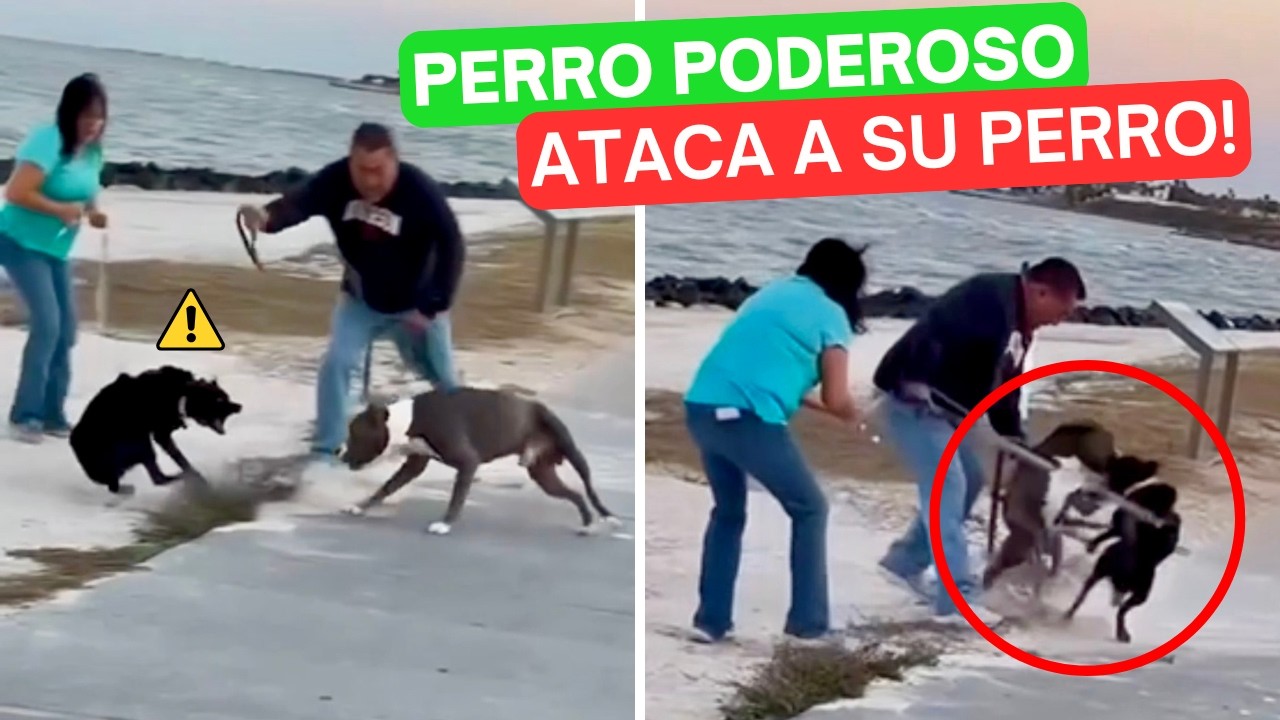 Y OTRA VEZ fue culpa de una MUJER! 🚨