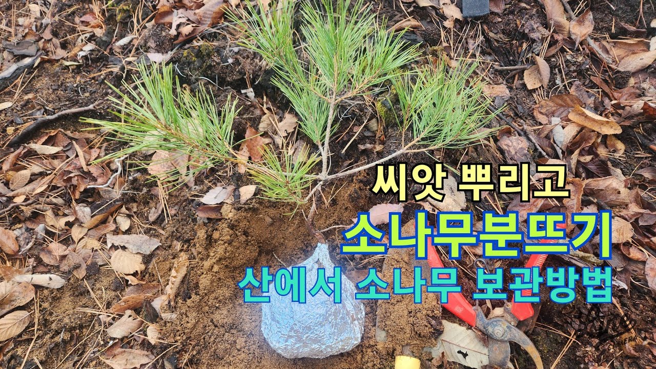 소나무 분뜨기 소나무 옮겨심기 산에서 소나무보관 방법 소나무정원수 만들기 소나무 살리는비법