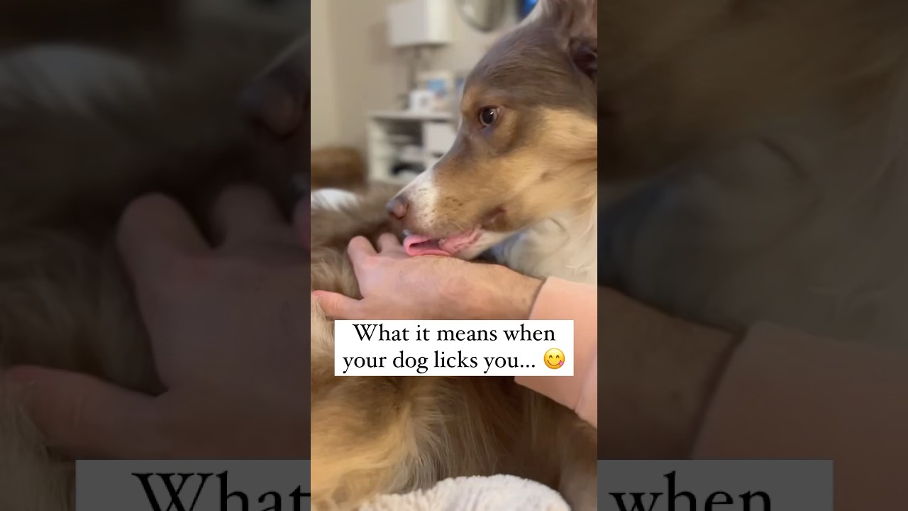 Why do dogs lick you when you pet them? #dogkisses #lick #dogbehavior #dogtips #whatdoesitmean