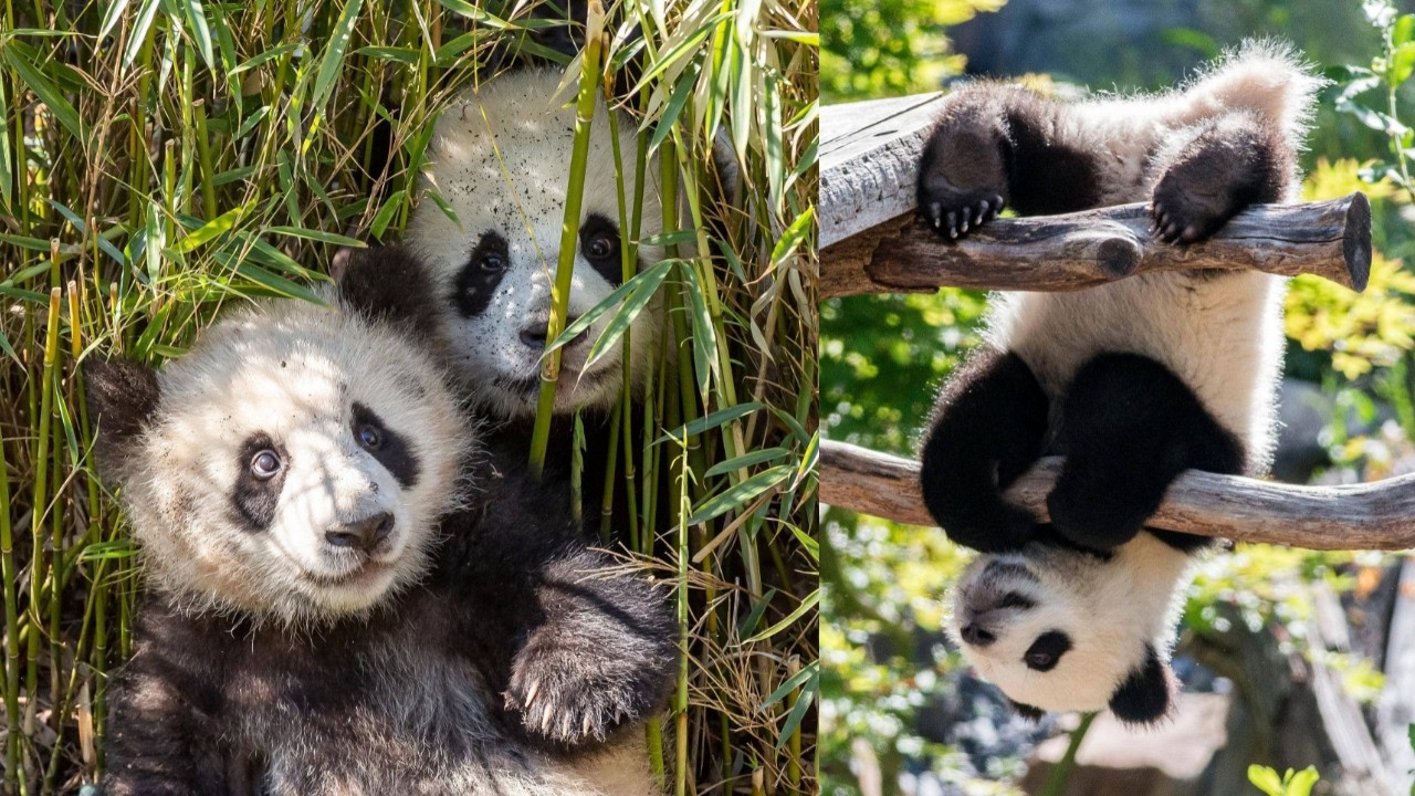 The Heartwarming Story of Berlin’s Panda Twins: Meng Yuan & Meng Xiang 🐼❤️