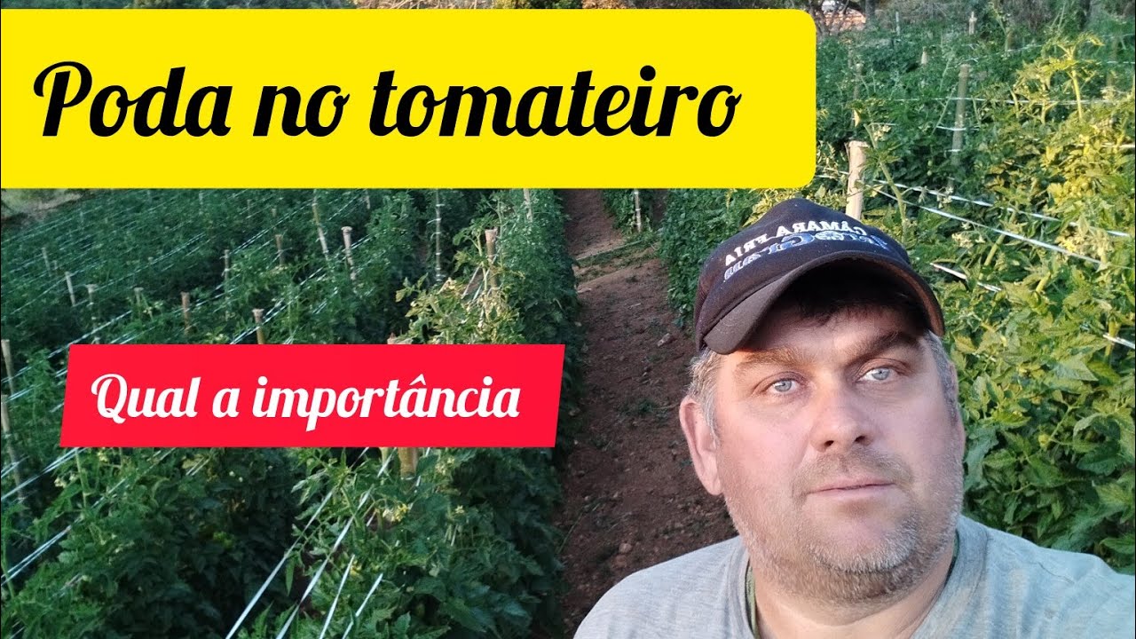 poda do tomateiro qual a importância e porque??