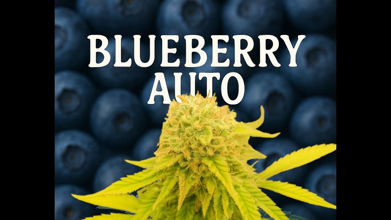 Auto Blueberry from Dutch Passion- Seed to harvest (no commentary)