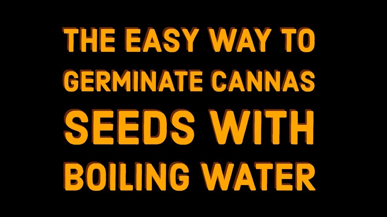 The easy way to germinate Cannas seeds with BOILING water