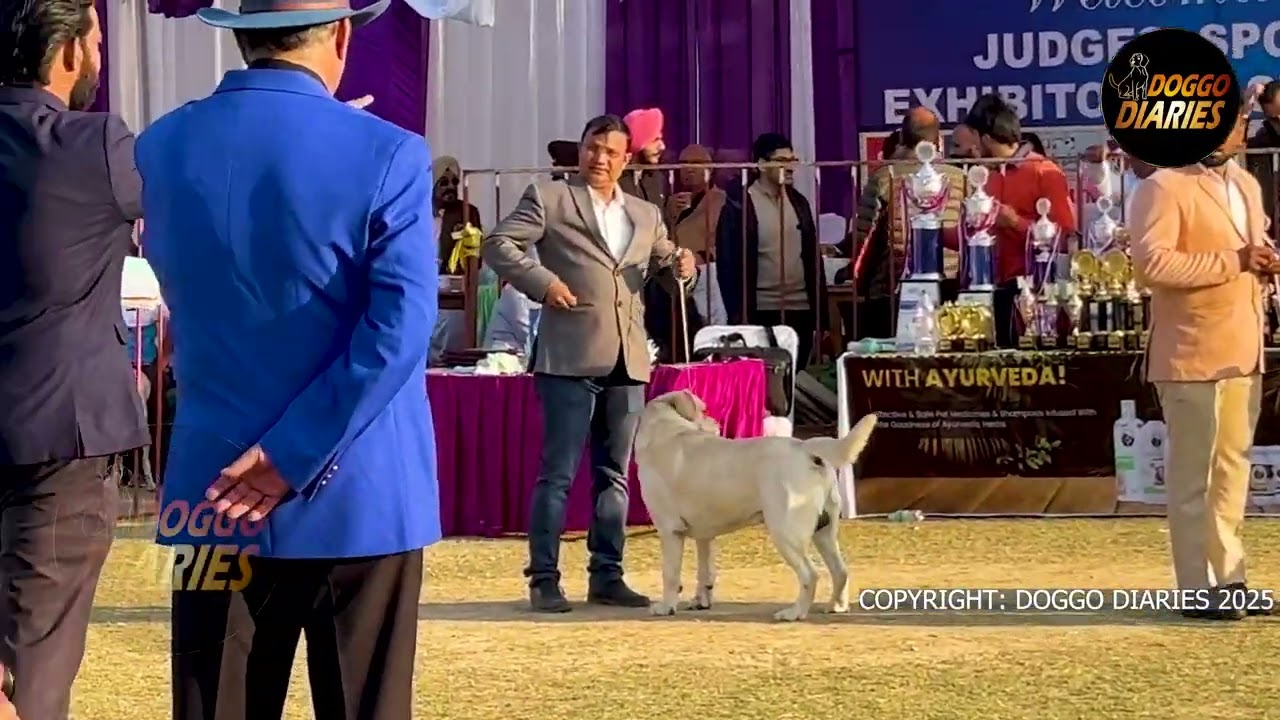 Labrador Retriever Championship Ring under Judge Mukul Vaid | Amritsar Dog Show