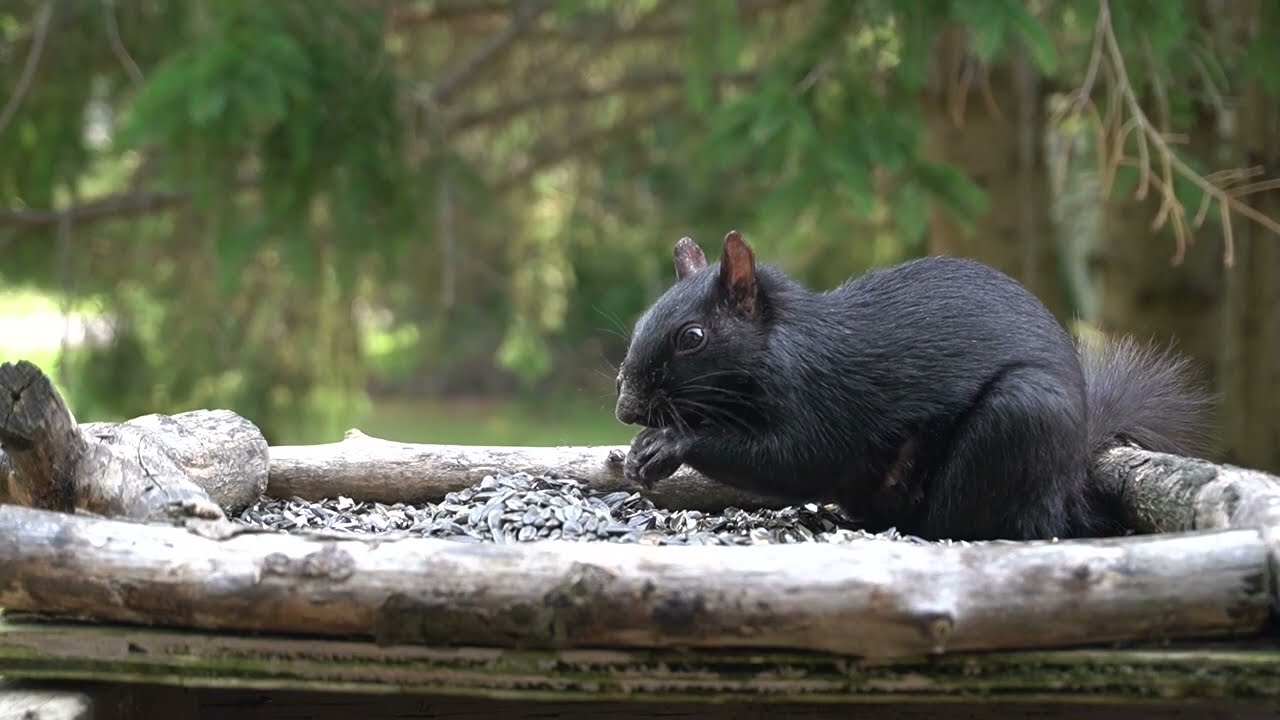Saturday Morning Cartoons for Pets - 10 Hours of Black Squirrels in the Backyard - Aug 12, 2023
