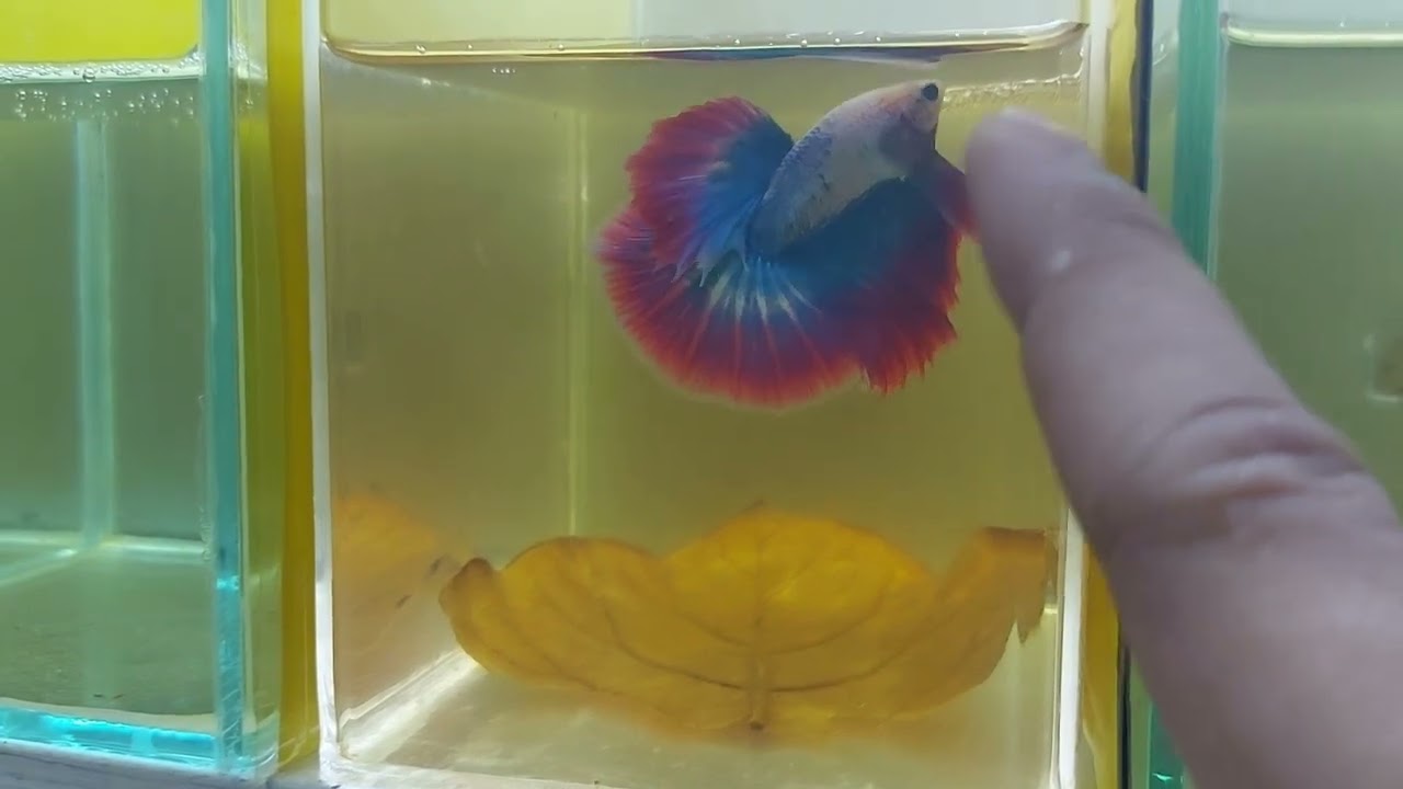 how to groom betta fish (Basic betta fish grooming method)  (Halfmoon Betta fish Grooming)