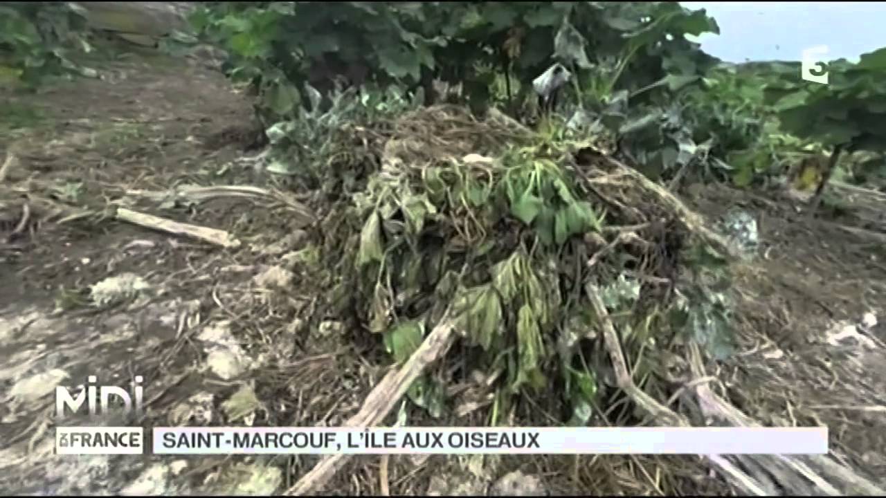 VU D'ICI : Saint-Marcouf, l'île aux oiseaux