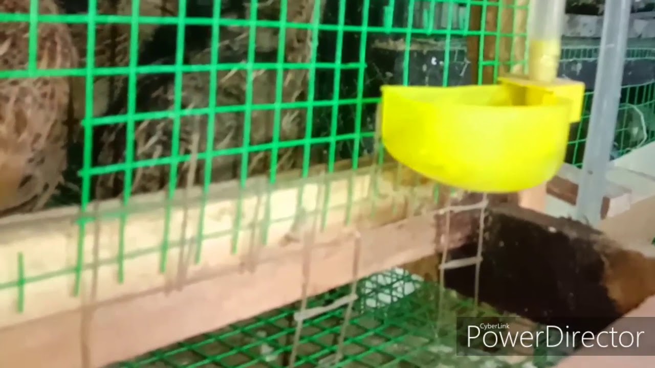 වටු පාලනය, වටු කුඩු සැකසුම......kadai valarpu,kadai pannei ... .Quail Farming ,quail cage setup