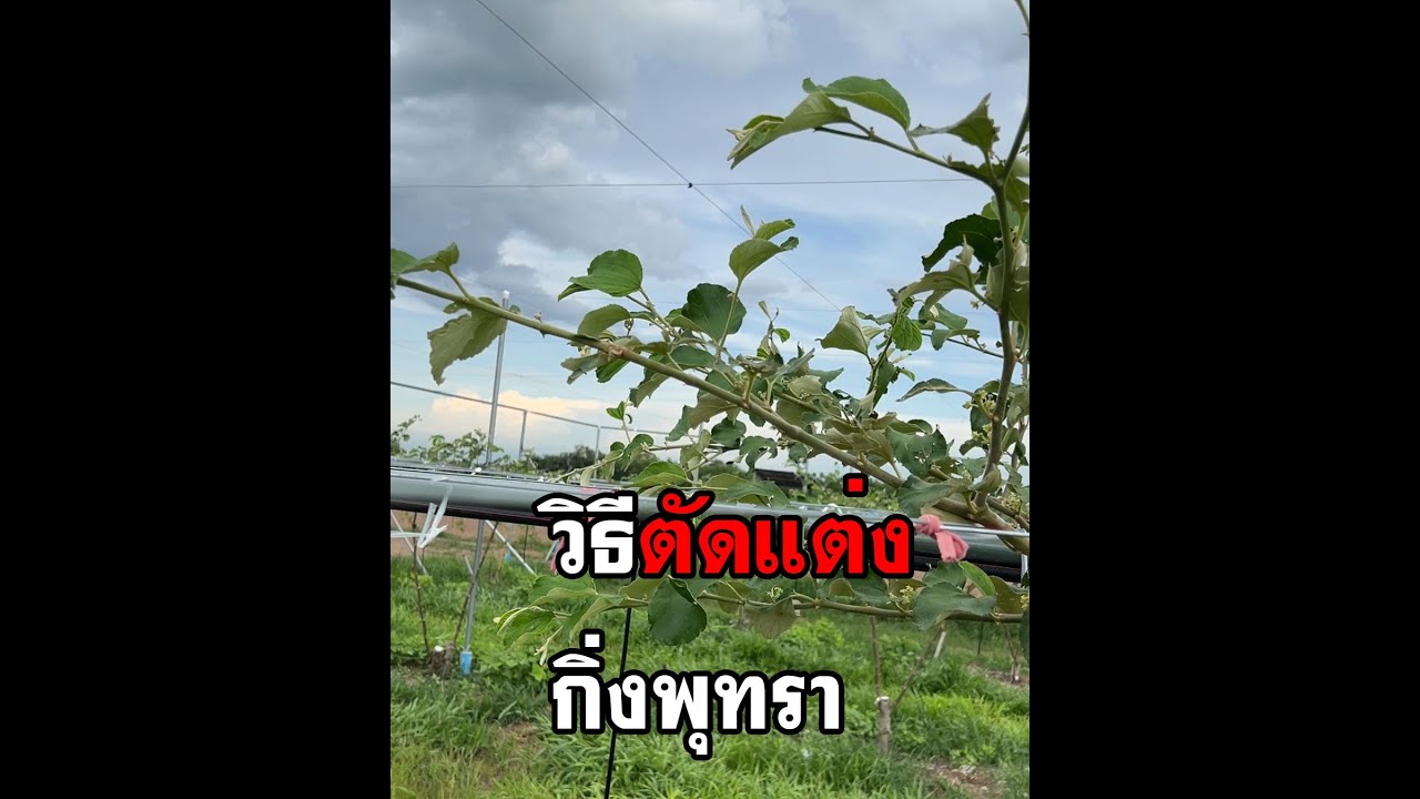 ตัดแต่งกิ่งพุทราหวานไต้หวัน
