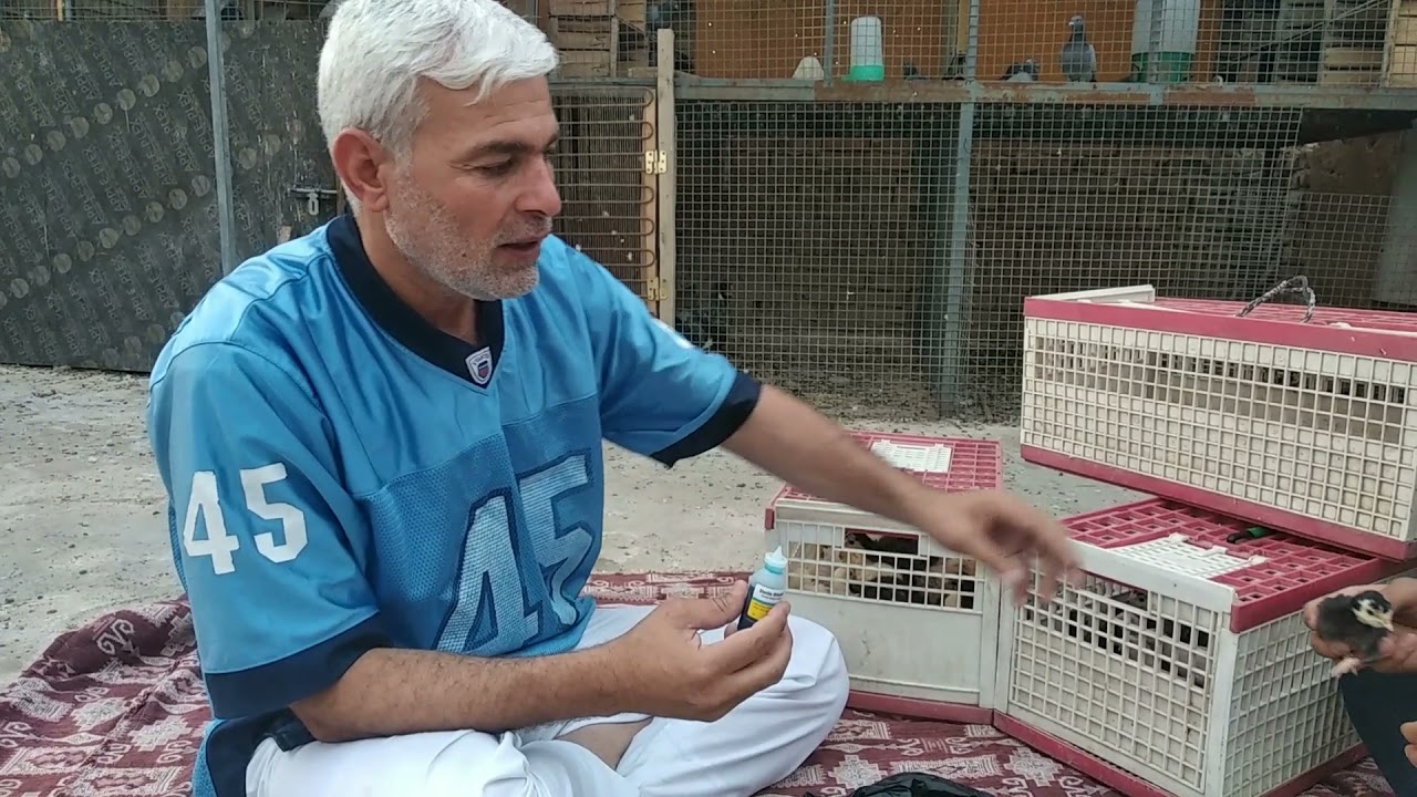 لقاح افراخ الفسيفس والدجاج